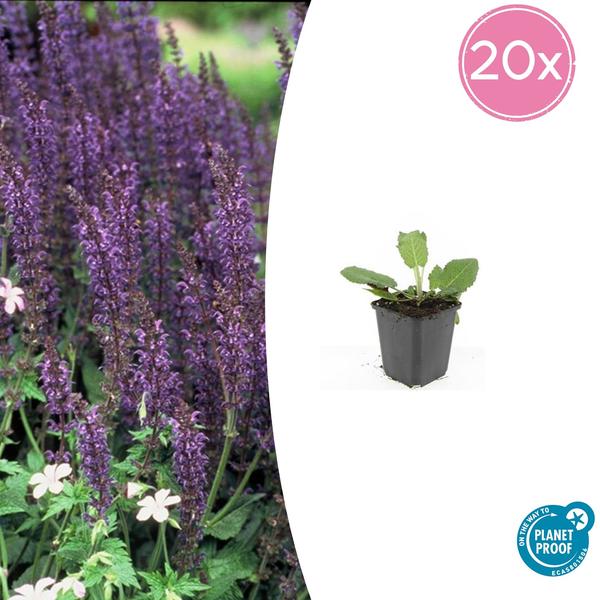 Salvia nem. ‚Mainacht‘ – ↕10-25cm – Ø9cm – 20x