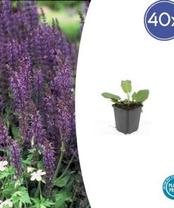 Salvia nem. ‚Mainacht‘ – ↕10-25cm – Ø9cm – 40x