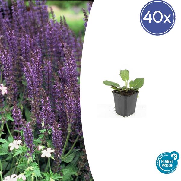 Salvia nem. ‚Mainacht‘ – ↕10-25cm – Ø9cm – 40x