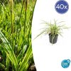 Carex morrowii ‚Aureovariegata‘ – ↕10-25cm – Ø9cm – 40x