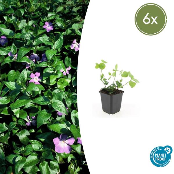 Vinca major – ↕10-25cm – Ø9cm – 6x