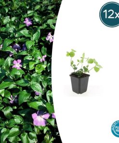 Vinca major – ↕10-25cm – Ø9cm – 12x