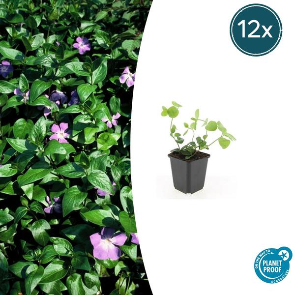 Vinca major – ↕10-25cm – Ø9cm – 12x