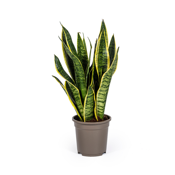 Sansevieria Trifasciata Futura Superba Ø17cm – ↕50-55cm