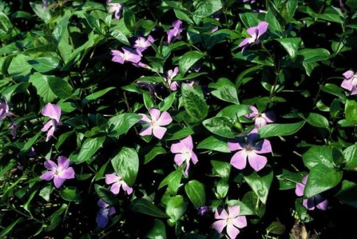 Vinca major - ↕10-25cm - Ø9cm - 12x – Bild 6