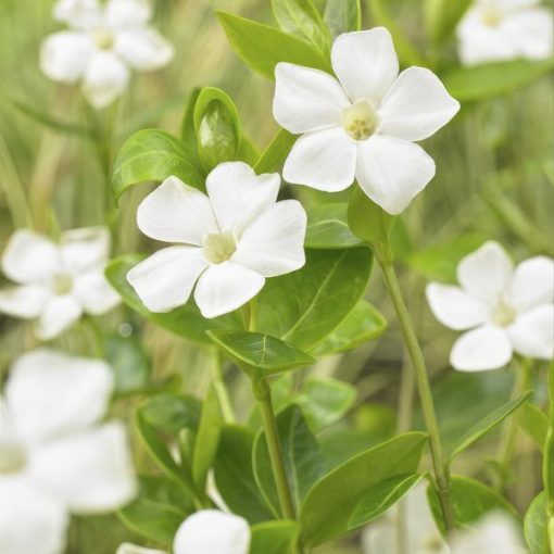 Vinca major 'Alba' - ↕10-25cm - Ø9cm - 6x – Bild 6