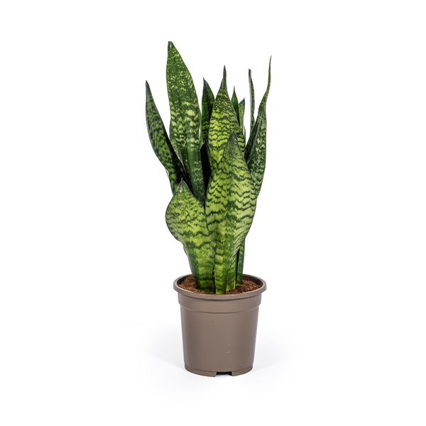 Sansevieria Trifasciata Zeylanica Compacta Ø17cm – ↕60cm