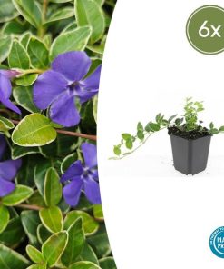 Vinca minor ‚Argenteovariegata‘ – ↕10-25cm – Ø9cm – 6x