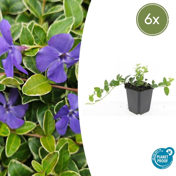 Vinca minor ‚Argenteovariegata‘ – ↕10-25cm – Ø9cm – 6x