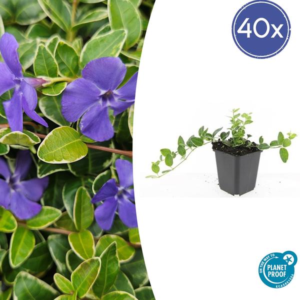 Vinca minor ‚Argenteovariegata‘ – ↕10-25cm – Ø9cm – 40x