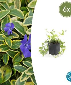 Vinca minor ‚Aureovariegata‘ – ↕10-25cm – Ø9cm – 6x