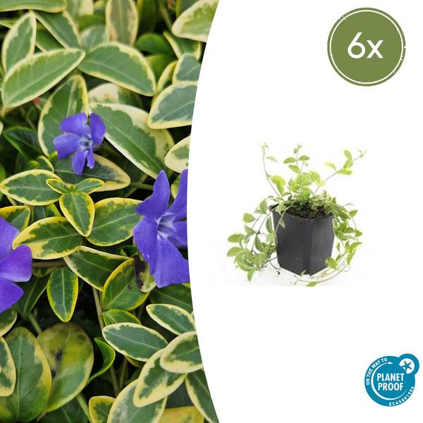 Vinca minor ‚Aureovariegata‘ – ↕10-25cm – Ø9cm – 6x