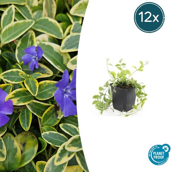 Vinca minor ‚Aureovariegata‘ – ↕10-25cm – Ø9cm – 12x