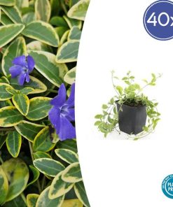 Vinca minor ‚Aureovariegata‘ – ↕10-25cm – Ø9cm – 40x