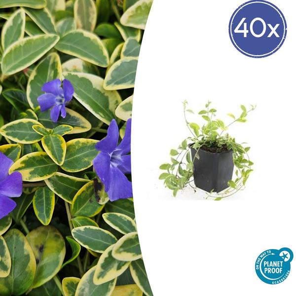 Vinca minor ‚Aureovariegata‘ – ↕10-25cm – Ø9cm – 40x