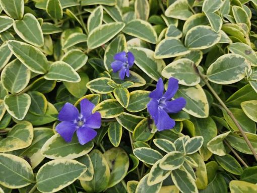 Vinca minor 'Aureovariegata' - ↕10-25cm - Ø9cm - 40x – Bild 5