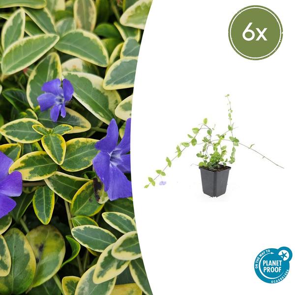 Vinca minor ‚Blue and Gold‘ – ↕10-25cm – Ø9cm – 6x