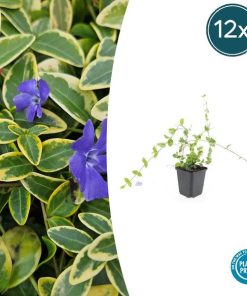 Vinca minor ‚Blue and Gold‘ – ↕10-25cm – Ø9cm – 12x