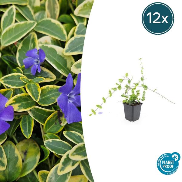 Vinca minor ‚Blue and Gold‘ – ↕10-25cm – Ø9cm – 12x