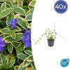 Vinca minor ‚Blue and Gold‘ – ↕10-25cm – Ø9cm – 40x