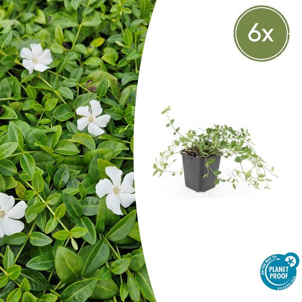 Vinca minor ‚Gertrude Jekyll‘ – ↕10-25cm – Ø9cm – 6x