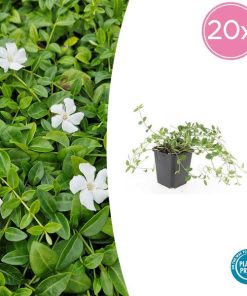 Vinca minor ‚Gertrude Jekyll‘ – ↕10-25cm – Ø9cm – 20x