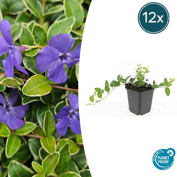 Vinca minor ‚Ralph Shugert‘ – ↕10-25cm – Ø9cm – 12x