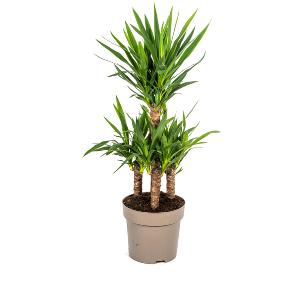 Yucca Elephantipes Ø30cm – ↕100cm