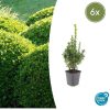 Buxus Sempervirens – ↕10-25cm – Ø9cm – 6x