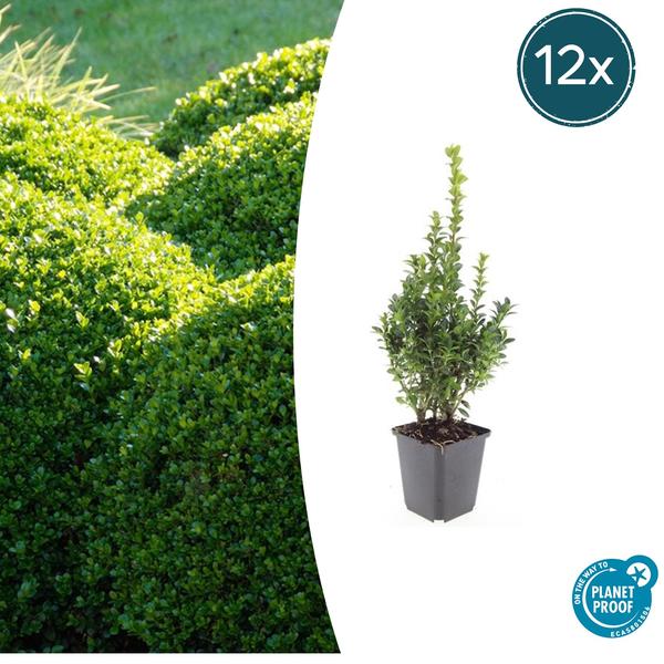 Buxus Sempervirens – ↕10-25cm – Ø9cm – 12x