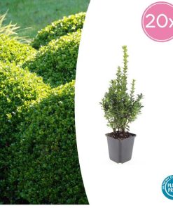 Buxus Sempervirens – ↕10-25cm – Ø9cm – 20x