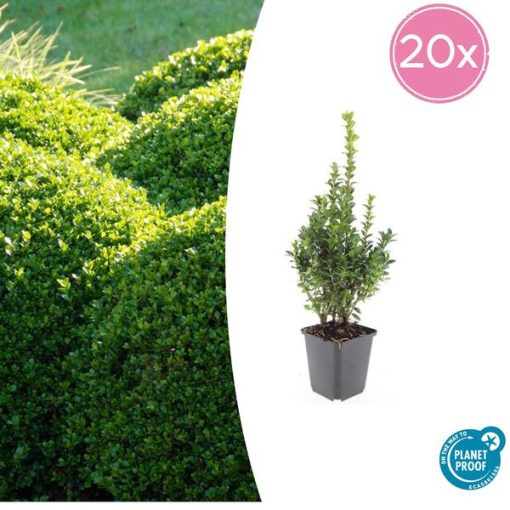 Buxus Sempervirens - ↕10-25cm - Ø9cm - 20x