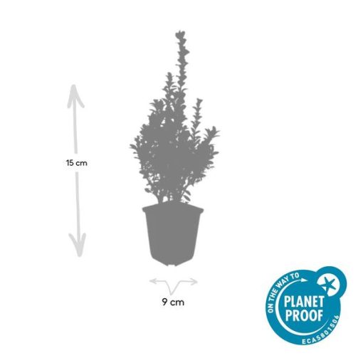 Buxus Sempervirens - ↕10-25cm - Ø9cm - 20x – Bild 2