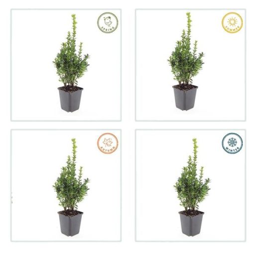 Buxus Sempervirens - ↕10-25cm - Ø9cm - 20x – Bild 3