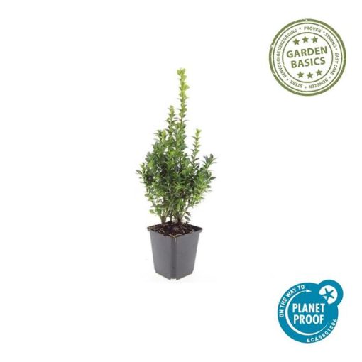 Buxus Sempervirens - ↕10-25cm - Ø9cm - 20x – Bild 4