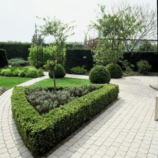 Buxus Sempervirens - ↕10-25cm - Ø9cm - 20x – Bild 5