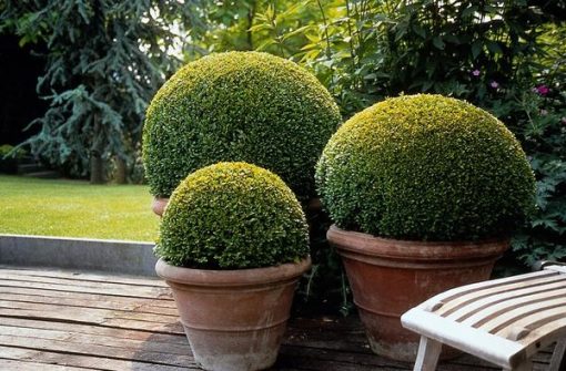 Buxus Sempervirens - ↕10-25cm - Ø9cm - 20x – Bild 6