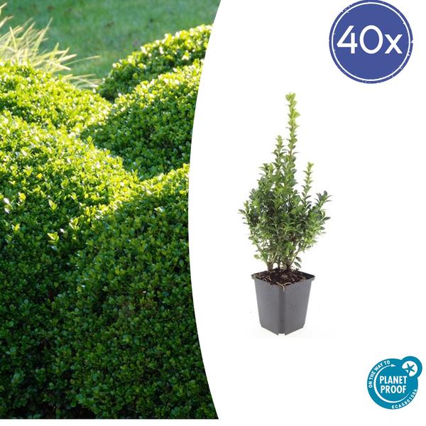 Buxus Sempervirens – ↕10-25cm – Ø9cm – 40x