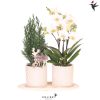 Kolibri Company | Pflanzenset Diamond Pearl Weihnachten | Weiße Phalaenopsis Orchidee Lausanne + Mini-Weihnachtsbaum inkl. Keramiktöpfe