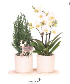 Kolibri Company | Pflanzenset Diamond Pearl Weihnachten | Weiße Phalaenopsis Orchidee Lausanne + Mini-Weihnachtsbaum inkl. Keramiktöpfe