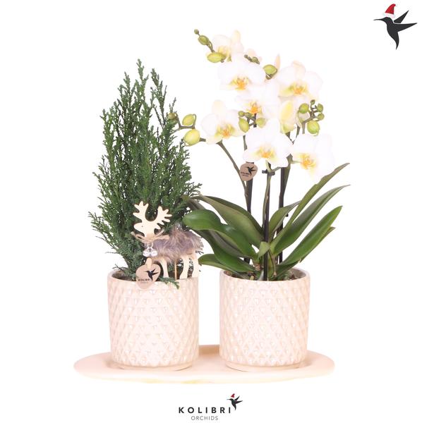 Kolibri Company | Pflanzenset Diamond Pearl Weihnachten | Weiße Phalaenopsis Orchidee Lausanne + Mini-Weihnachtsbaum inkl. Keramiktöpfe