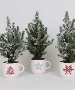 Picea Conica + Schnee + Weinachtsbecher – Weihnachtsbaum – 3 Stücke – Ø12cm – ↕35cm