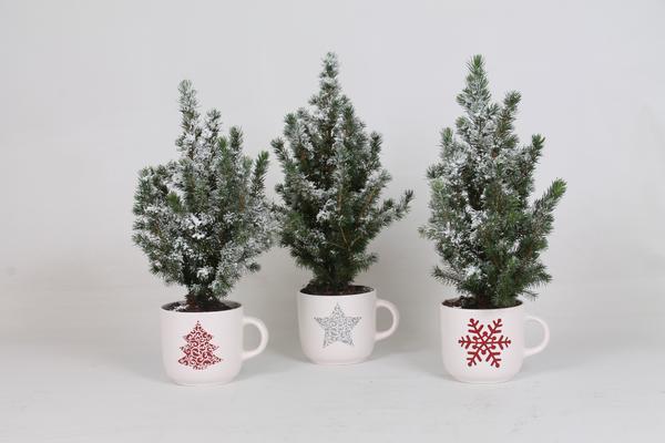 Picea Conica + Schnee + Weinachtsbecher – Weihnachtsbaum – 3 Stücke – Ø12cm – ↕35cm