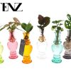 Zimmerpflanzen Mix in Venice Glas – 6 Stücke – Ø7cm – ↕20cm