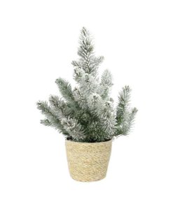 Pinus Pinea ‚Silver Crest‘ + Snow – Ø17cm – ↕50cm + Ingmar Pot D18x16cm – Natürlich