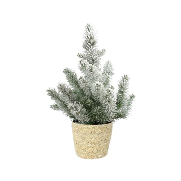 Pinus Pinea ‚Silver Crest‘ + Snow – Ø17cm – ↕50cm + Ingmar Pot D18x16cm – Natürlich