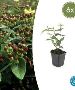 Hypericum inodorum – ↕10-25cm – Ø9cm – 6x