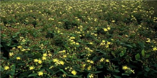 Hypericum inodorum - ↕10-25cm - Ø9cm - 6x – Bild 6