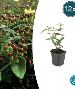 Hypericum inodorum – ↕10-25cm – Ø9cm – 12x