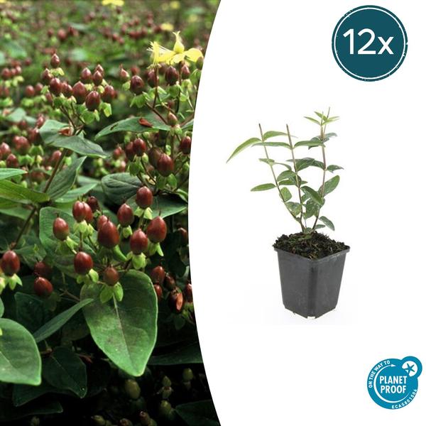 Hypericum inodorum – ↕10-25cm – Ø9cm – 12x